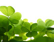 Image : Clover plant macro shot, isolated on white background.