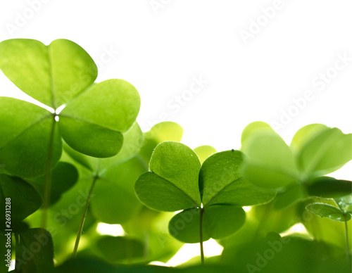 Photo: Clover plant macro shot, isolated on white background. Clover plant macro shot, isolated on white background.