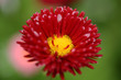 Red bellis perennis