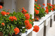 red geraniums