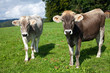 Two Bulls On Green Hill