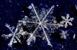 Winter snow crystals