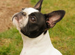 Boston terrier Boston terrier