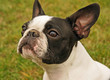 Boston terrier Boston terrier
