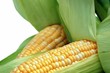 Corn in husks isolated on white Corn in husks isolated on white