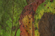 Automne.04
