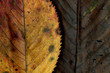 Automne.05