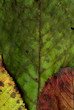 Automne.06