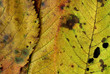 Automne.10