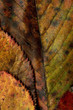 Automne.11