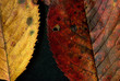 Automne.15