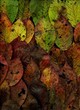 Automne.29
