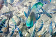 the rainbow fish