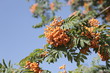 ashberry