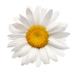 chamomile flower isolated with clipping path