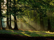 beech forest with fog and warm sunshine in autumn, fall