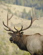 Soaked Bull Elk Soaked Bull Elk