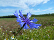 Kornblume