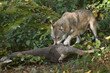 Wolf mit Reh Wolf mit Reh