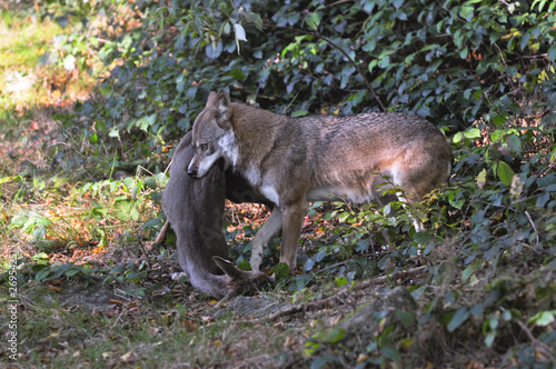 Photo: Wolf mit Reh Wolf mit Reh