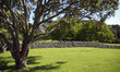 New Zealand native tree & stone wall