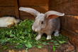 bunny at home