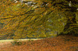 Automne