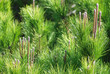 PIÑAS, CONOS, PINUS PINEA O PINO PIÑONERO PIÑAS, CONOS, PINUS PINEA O PINO PIÑONERO