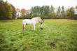 Woman with big white shire horse