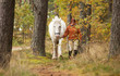 Woman with big white horse