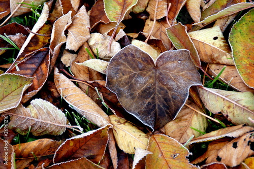 Photo: The Sadness of loss in a german garden in autumn The Sadness of loss in a german garden in autumn