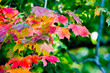 Maple leaves in paints of autumn