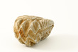Coquille fossilisée