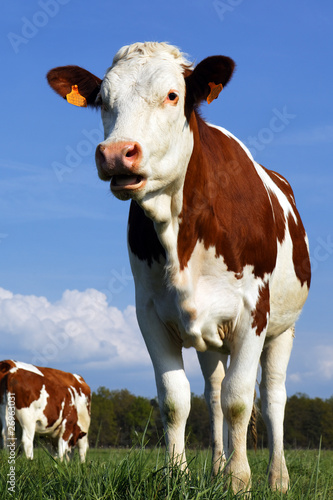 Photo: la vache la vache