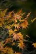 Herbst