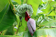 Foto: Bananenstaude mit Blüte Bananenstaude mit Blüte