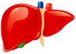 Vector: Human liver Human liver