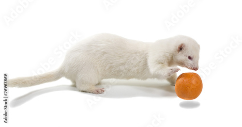 Photo: White ferrets (albino) plays with an orange White ferrets (albino) plays with an orange