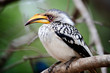 Closeup of a Hornbill
