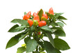 top of orange ornamental capsicum plants, isolated on white top of orange ornamental capsicum plants, isolated on white