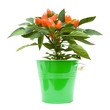 top of orange ornamental capsicum plants; isolated on white; top of orange ornamental capsicum plants; isolated on white;