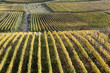 wine garden