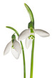 two snowdrops isolated two snowdrops isolated