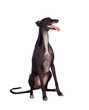 Greyhound breed dog