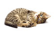 Funny kitten isolate in white