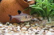 Image : Tetra fantasma negro