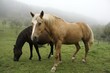 Chevaux dans la brume d'automne