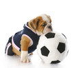 playful puppy