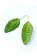 basil isolated basil isolated