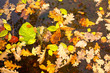 Background of yellow leaves